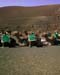 13ChameauxdansLeParcdesVolcans